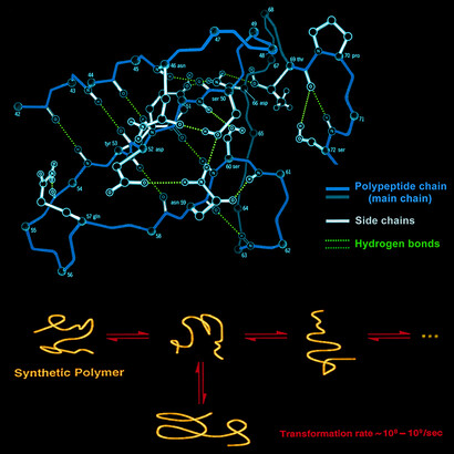 In natural polymers, as proteins or nucleic acids, the specific folding of the long chain is generally stabilized by intramolecular bonds. The top panel shows the folding of the lysozyme. Notice the many hydrogen bonds (emphasized in green) among specific side chains (marked in white). In contrast, the bottom panel shows some possible "random coils" of a synthetic polymer, say poly(ethylene), which is not stabilized by intramolecular bonds.