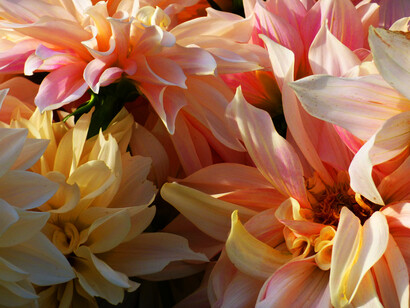 Dahlia 'Caffé au Lait'