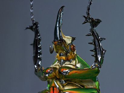 Gary Wormann, Mecynorrhina Secundus