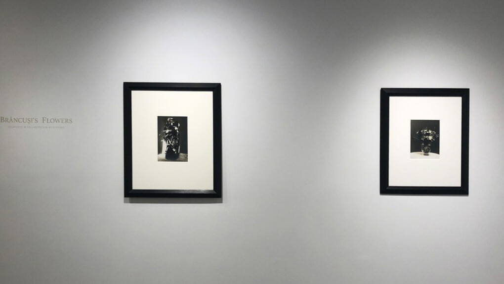 Brancusi's Flowers. Courtesy of Bruce Silverstein Gallery