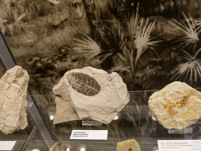 Extinct life in Moravia, exhibition view. Courtesy of the Moravian Museum