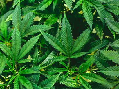 Marijuana refers to the cannabis that has a THC content above 0.3 percent