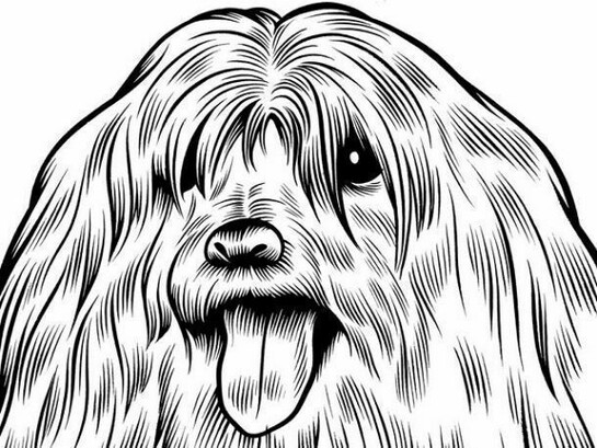 Charles Burns, Mollie the Maltese, 2011