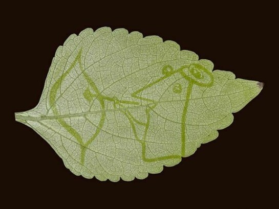 Dolinsky Hangarter Leaf