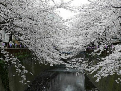 Beautiful snowy landscape in Nuzawa