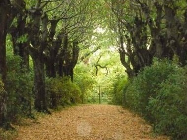 Viale di tigli