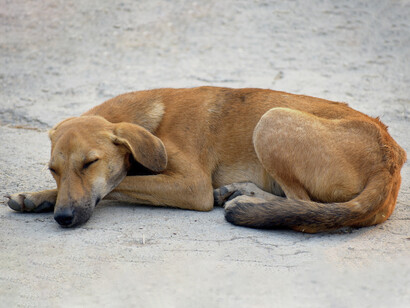 Perro callejero durmiendo