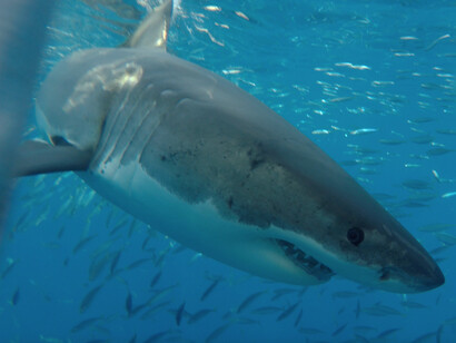 Quienes han vivido esta experiencia describen una mezcla de respeto y vulnerabilidad, como si en ese encuentro se revelara que el verdadero peligro no está en los tiburones, sino en el ser humano que amenaza su existencia