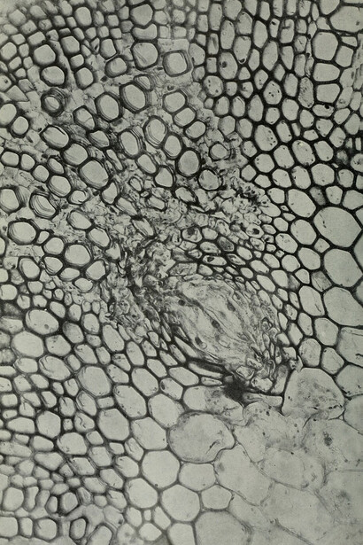 Agrobacterium tumefaciens. Bureau of Plant Industry, Soils, and Agricultural Engineering (1912). Aunque existe tratamiento biológico y químico, su efectividad depende del diagnóstico temprano y del manejo cuidadoso de las herramientas de cultivo