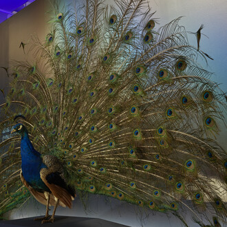 La nature sous toutes ses couleurs, vue de l'exposition. Avec l'aimable autorisation du ROM