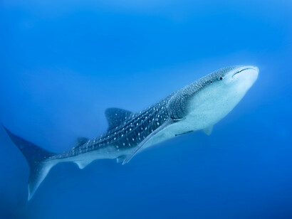 Ecotourism is responsible travel to natural areas that conserves the environment