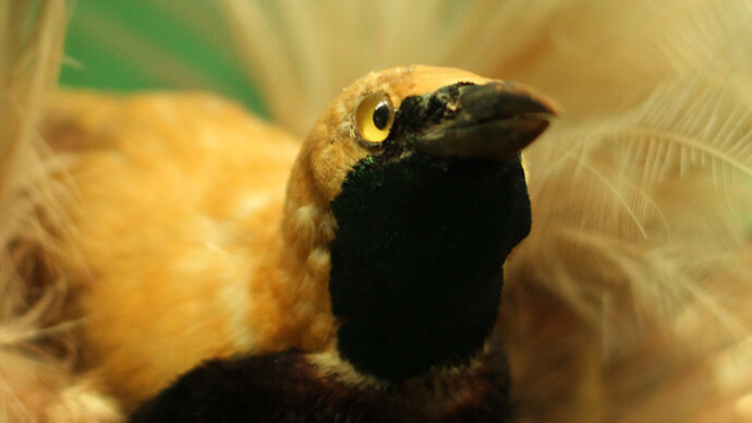 Bird of Paradise. Courtesy of Grigore Antipa National Museum of Natural History
