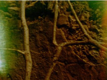 Kapwani Kiwanga, Mbale Crop, detail, southern Tanzania. Courtesy of Kapwani Kiwanga, 2012