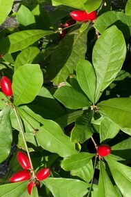 Miraclefruit, contiene miracolina che agisce sui recettori del gusto