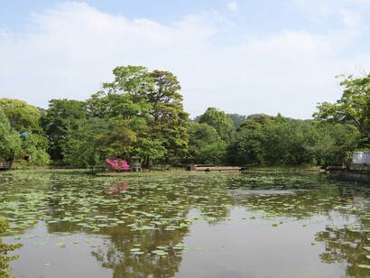 Genpei-ike pond © Tsurugaoka Museum, Kamakura
