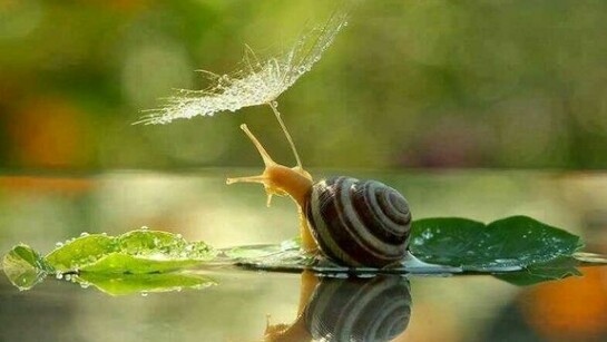 Gerald the Snail, going for a calm walk