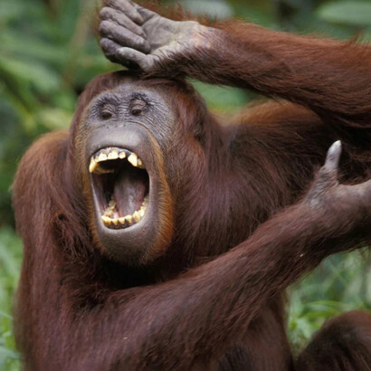 Humans often experience happiness in animals