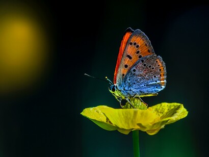 All creatures in nature, big and small, leave in harmony with each other
