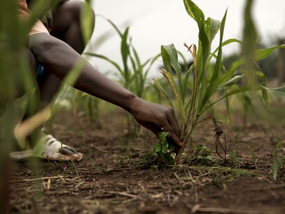 Mano di uomo che lavora la terra: "l’aumento dei prezzi delle materie prime (in primis alimentari, per problemi di trasporto e logistici) potrebbe indurre molti Paesi africani ... a ricominciare a piantare cereali e altre produzioni compatibili con i climi nordafricani e subsahariani"