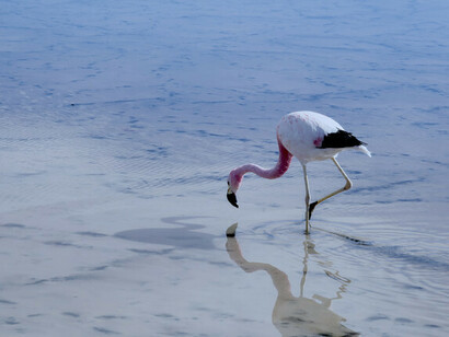 Salar de Atacama