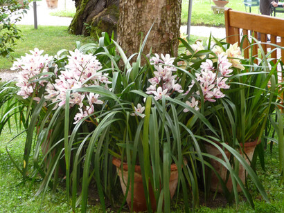 Giardino Palazzo Scroffa, orchidee. Foto di Simonetta Sandri