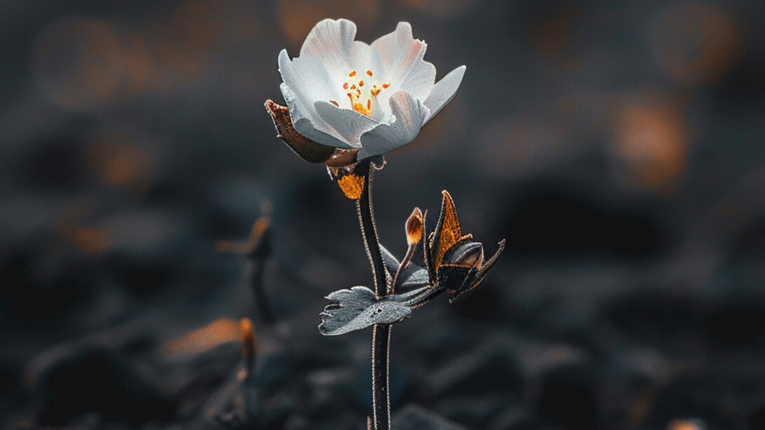 A flower blooming amidst the ashes