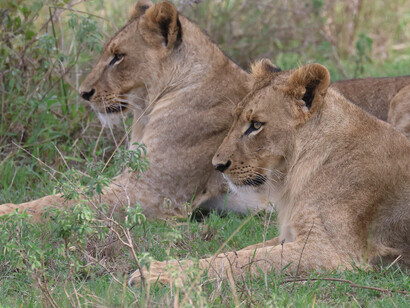 Lionesses II, Nairobi National Park, (c) Gehan de Silva Wijeyeratne
