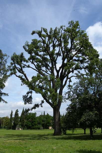 Quercus suber