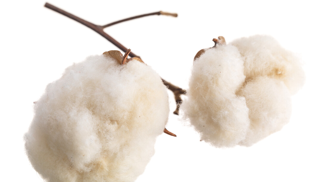 Pianta di cotone
Il cotone era già diffuso in India nel periodo 2600-1900 a.C. Questa pianta cresce solo nelle aree tropicali e subtropicali, in particolare nell’Asia sud-orientale e nel Vicino Oriente.

Copyright: Omar Lemke, 2018, IIa 6466, Museo delle culture di Basilea, tutti i diritti riservati