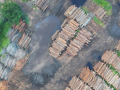 A captivating bird's eye view captures the aftermath of felled trees and the stark reality of deforestation