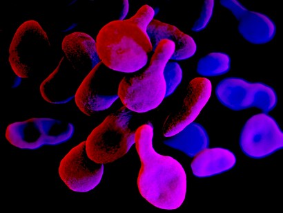 Ilustración médica de la bacteria «Mycoplasma genitalium». Ilustradora: Jennifer Oosthuizen