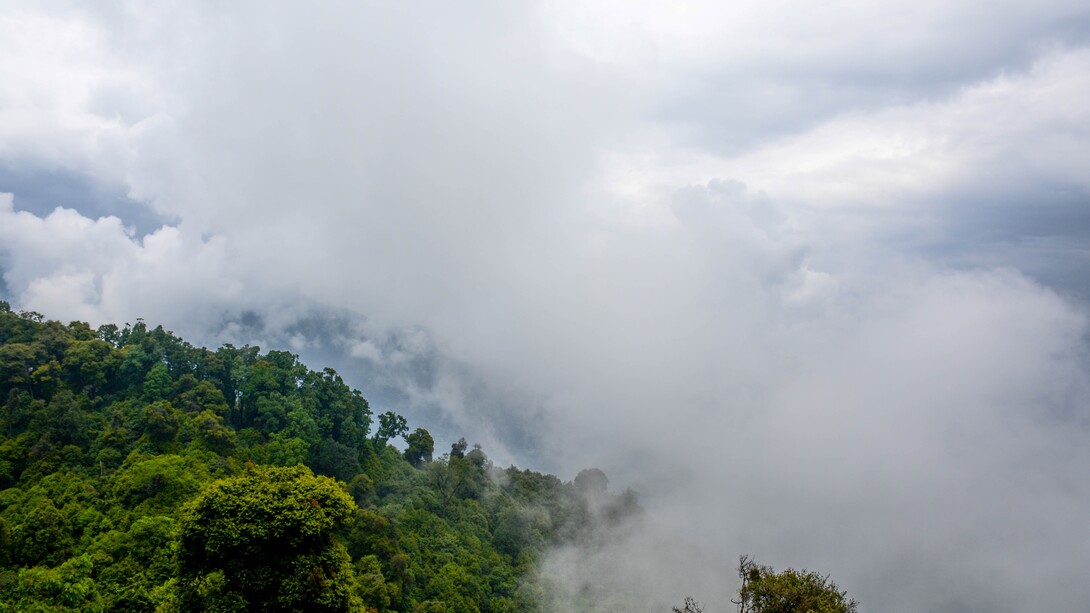 La foresta amazzonica dell'Ecuador