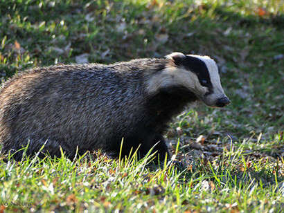 Animali del bosco: il tasso