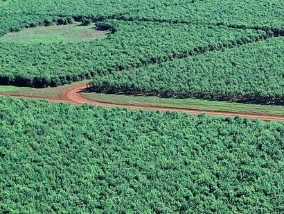 La yerba mate es un arbusto, sus hojas son cortadas a mano, se secan, luego se muelen y se las deja reposar en un ambiente seco y controlado durante 9 a 24 meses, para finalmente ser envasada. Plantación de arbustos de "Ilex Paraguariensis" o yerba mate, Corrientes, Argentina

