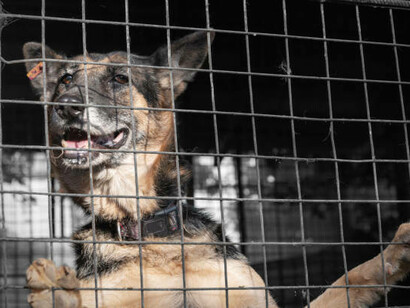 A distressed dog confined in a cage at an animal shelter, awaiting a chance for adoption and a better life, symbolizing the consequences of overpopulation and neglect in shelters