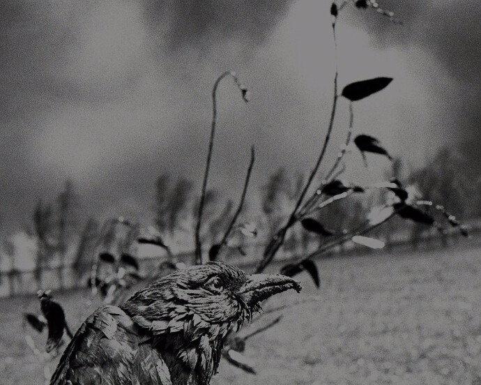 Sebastião Salgado. Courtesy of Robert Klein Gallery