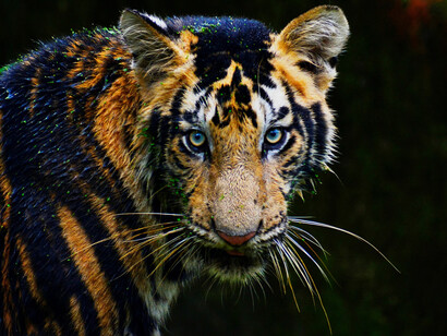 The name “Tiger King” has apparently taken on some interesting meanings after being popularized by the Netflix documentary series