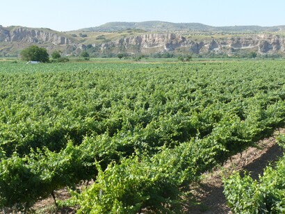 Viñedo de Tempranillo en Colmenar de Oreja, Madrid
