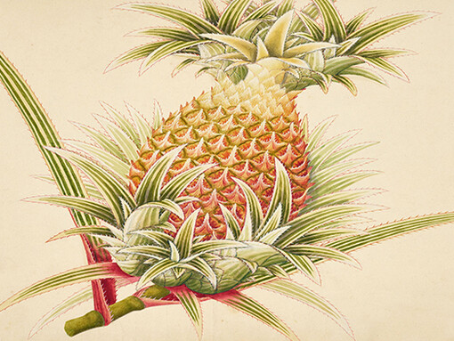 Expeditions and Endeavours. Courtesy of Natural History Museum
