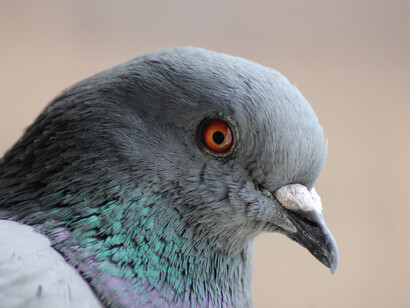 Al principio, no me pareció particularmente inteligente