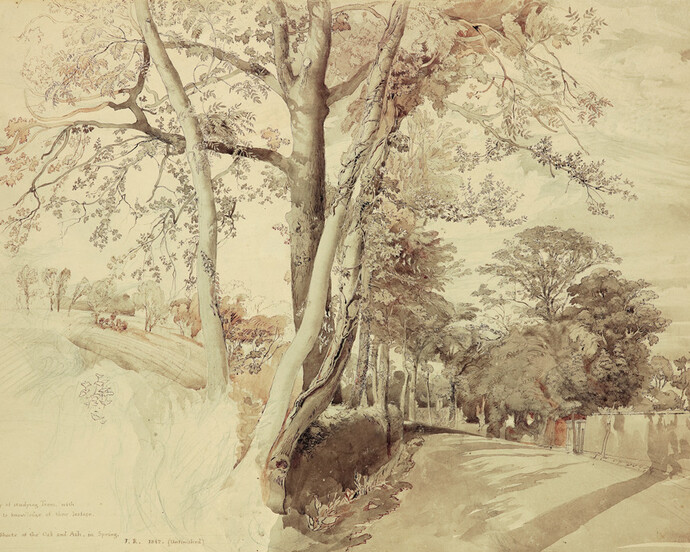 Trees in a Lane, perhaps at Ambleside, 1847. John Ruskin (1819 – 1900). Pencil, black and brown ink, and ink wash, 17 5/8 x 22 5/8 inches. Ruskin Foundation (Ruskin Library, Lancaster University) (RF 1559).