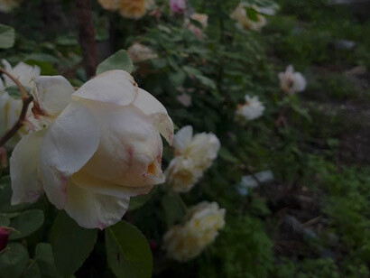 Rosa Celine Forestier Noisette 1842, Roseto Murta, foto Sabrina Masnata