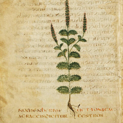 Betonica, da un manoscritto del VI secolo conservato alla Biblioteca Universitaria di Leiden