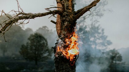 A wildfire consuming a once-living tree, symbolizing the escalating environmental toll of climate change