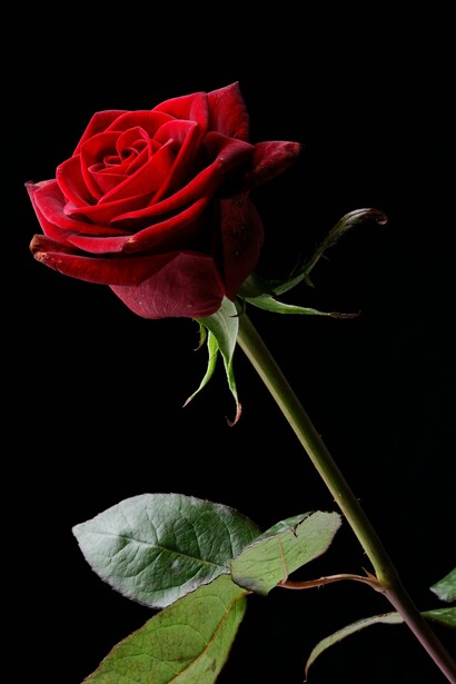 Naquela noite, Matilda levou a mãe para jantar no melhor restaurante da cidade. Elas riram sobre taças de vinho de um jeito que nunca tinham rido; falaram sobre o passado, brincaram sobre os irmãos de Matilda e seu pai