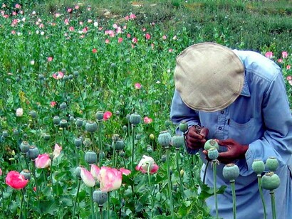 A Pakistani farmer
