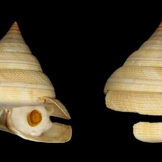 Shells. Courtesy of The Natural History Museum