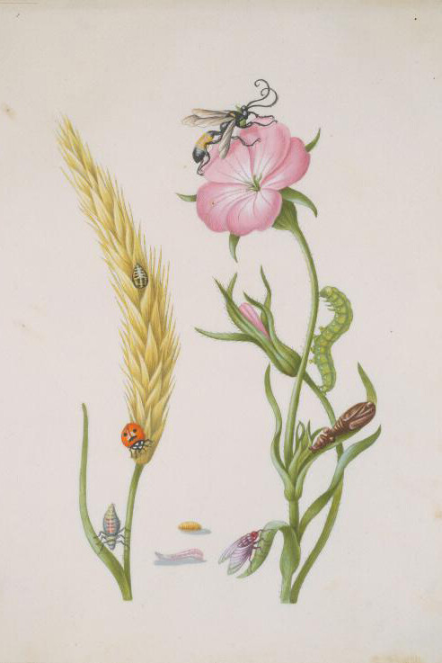 Maria Sibylla Merian. Courtesy of Museum Städel