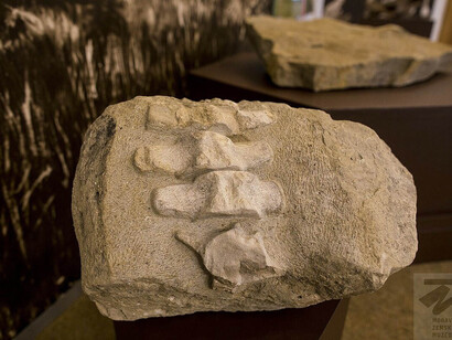 Extinct life in Moravia, exhibition view. Courtesy of the Moravian Museum