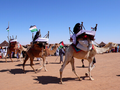 Exhibicion de camellos en la wilaya de Dajla (campamentos de refugiados saharauis de Tinduf, Argelia)